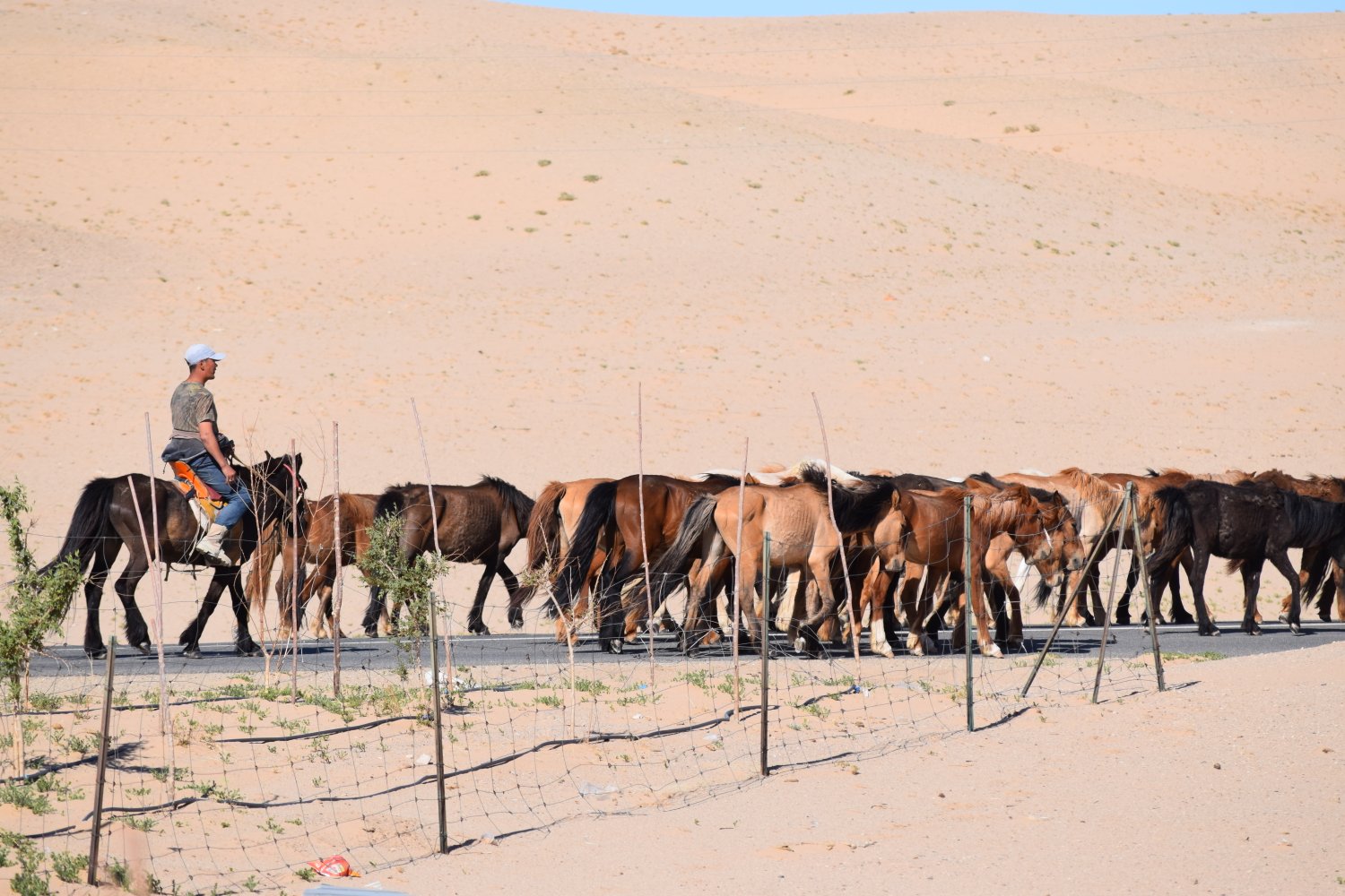 chevaux
