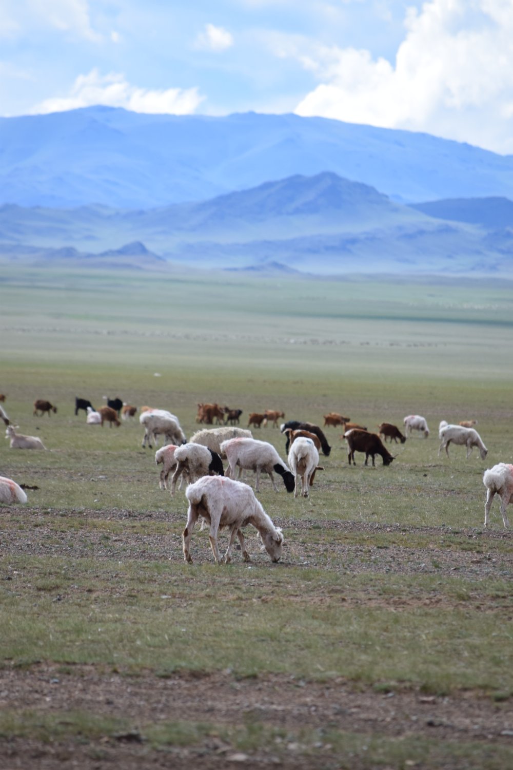 Piste steppes mongolie 