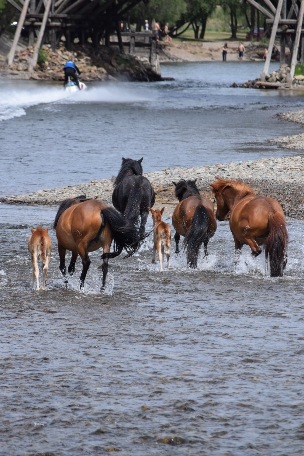 chevaux