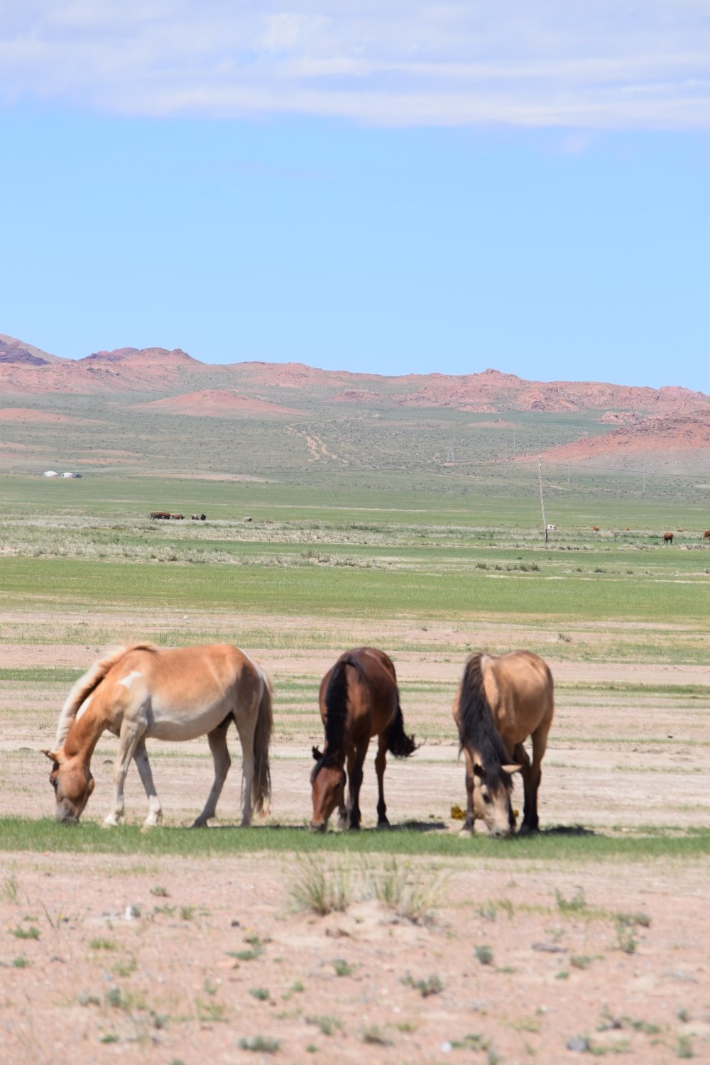 Piste steppes mongolie 
