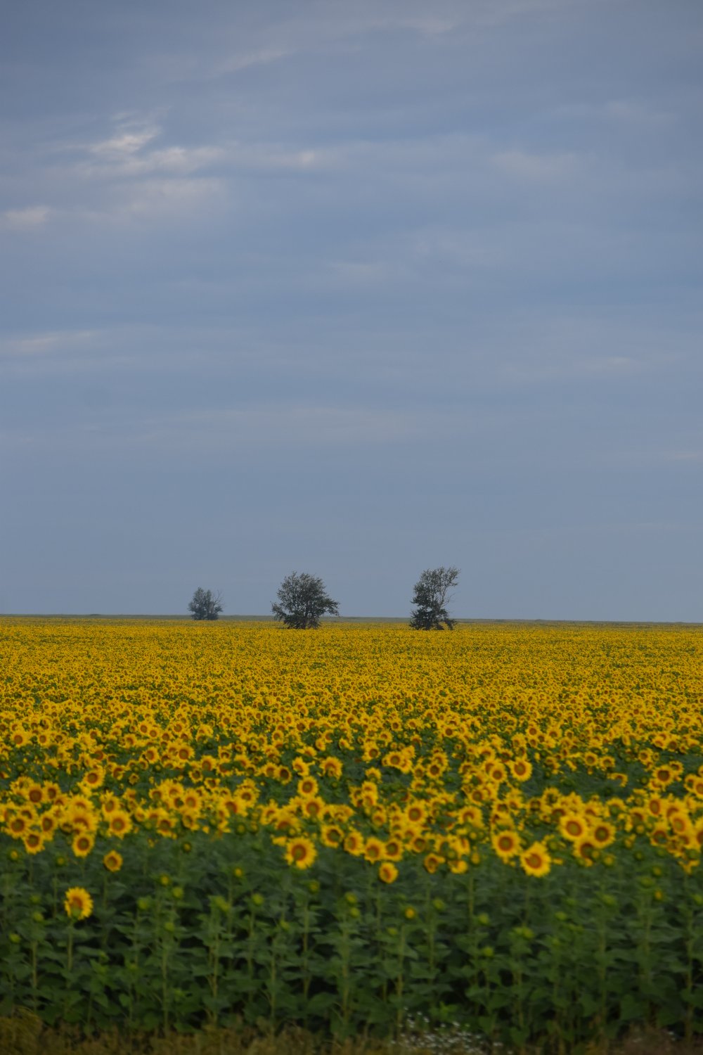 tournesols kazakh