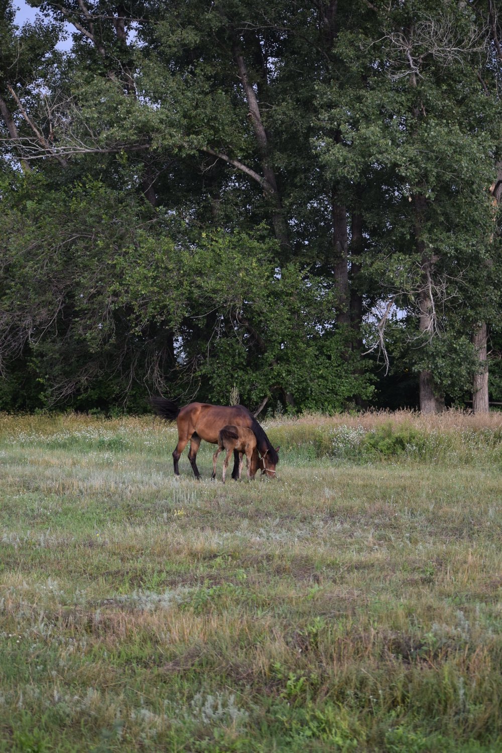 cheval