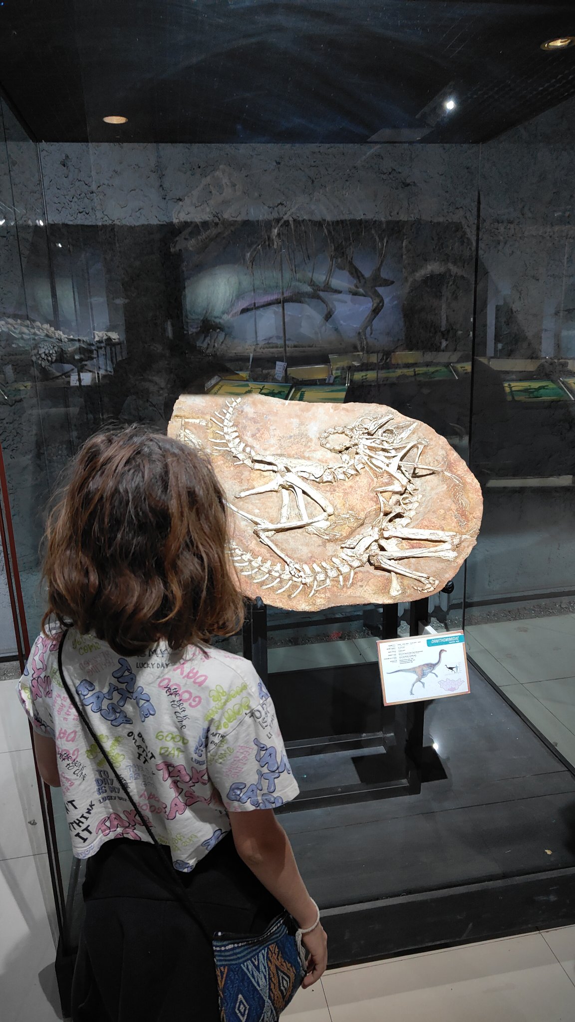 Oulan-Bator - Muséum d'histoire naturelle