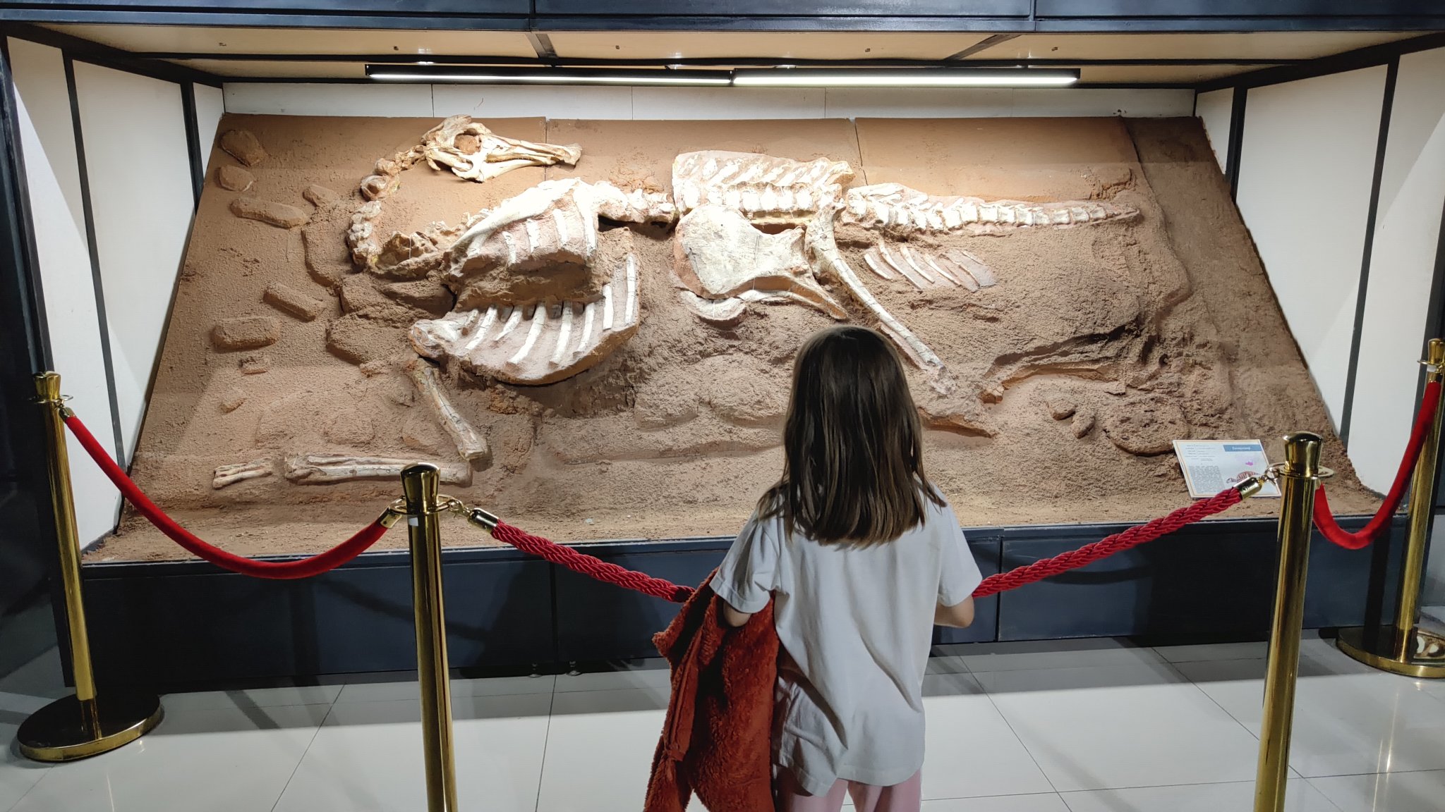 Oulan-Bator - Muséum d'histoire naturelle