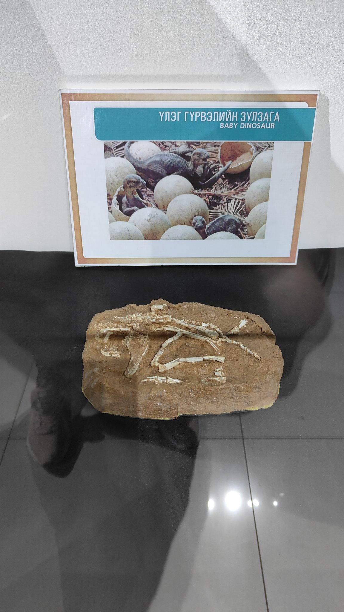 Oulan-Bator - Muséum d'histoire naturelle