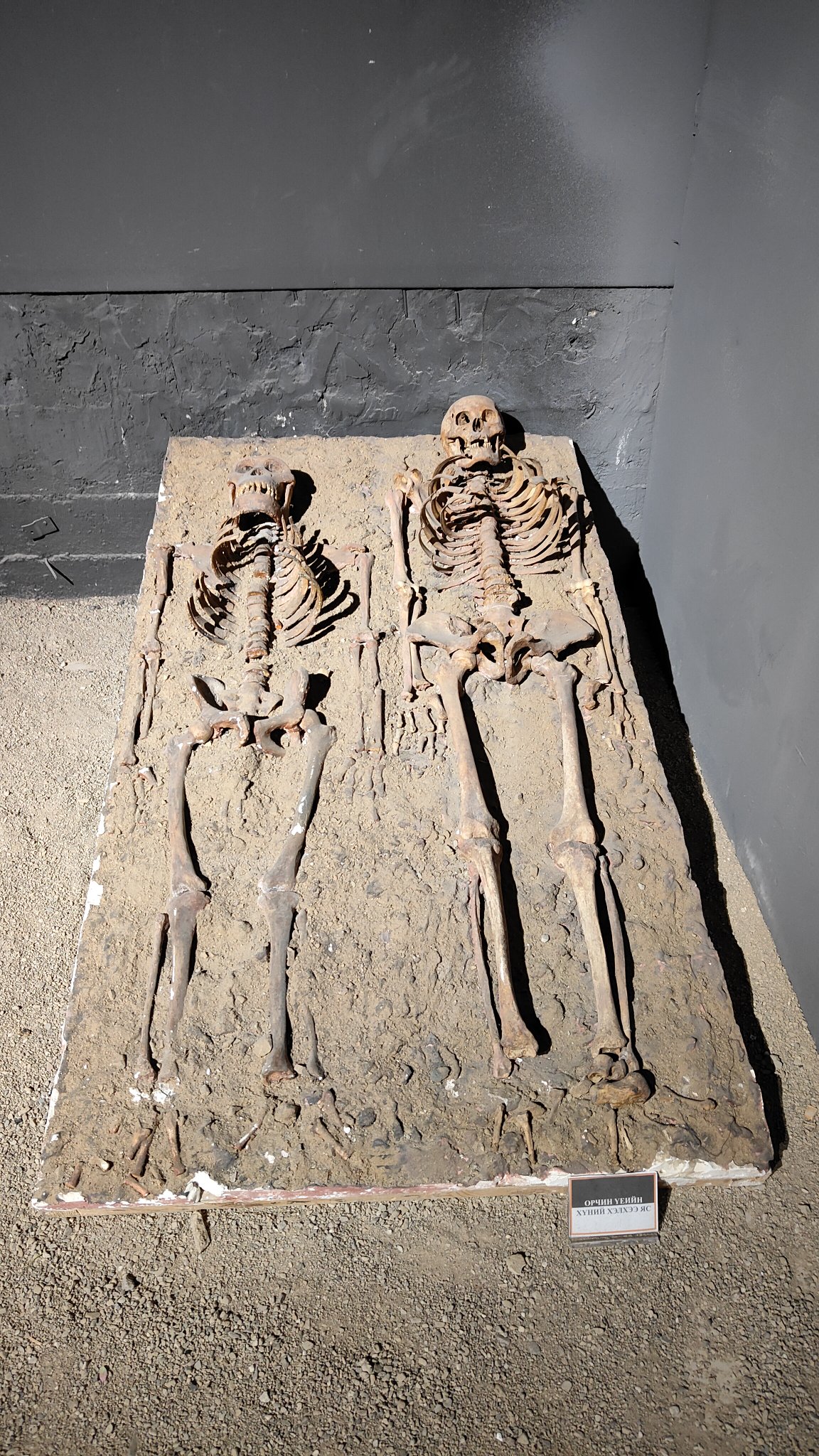 Oulan-Bator - Muséum d'histoire naturelle