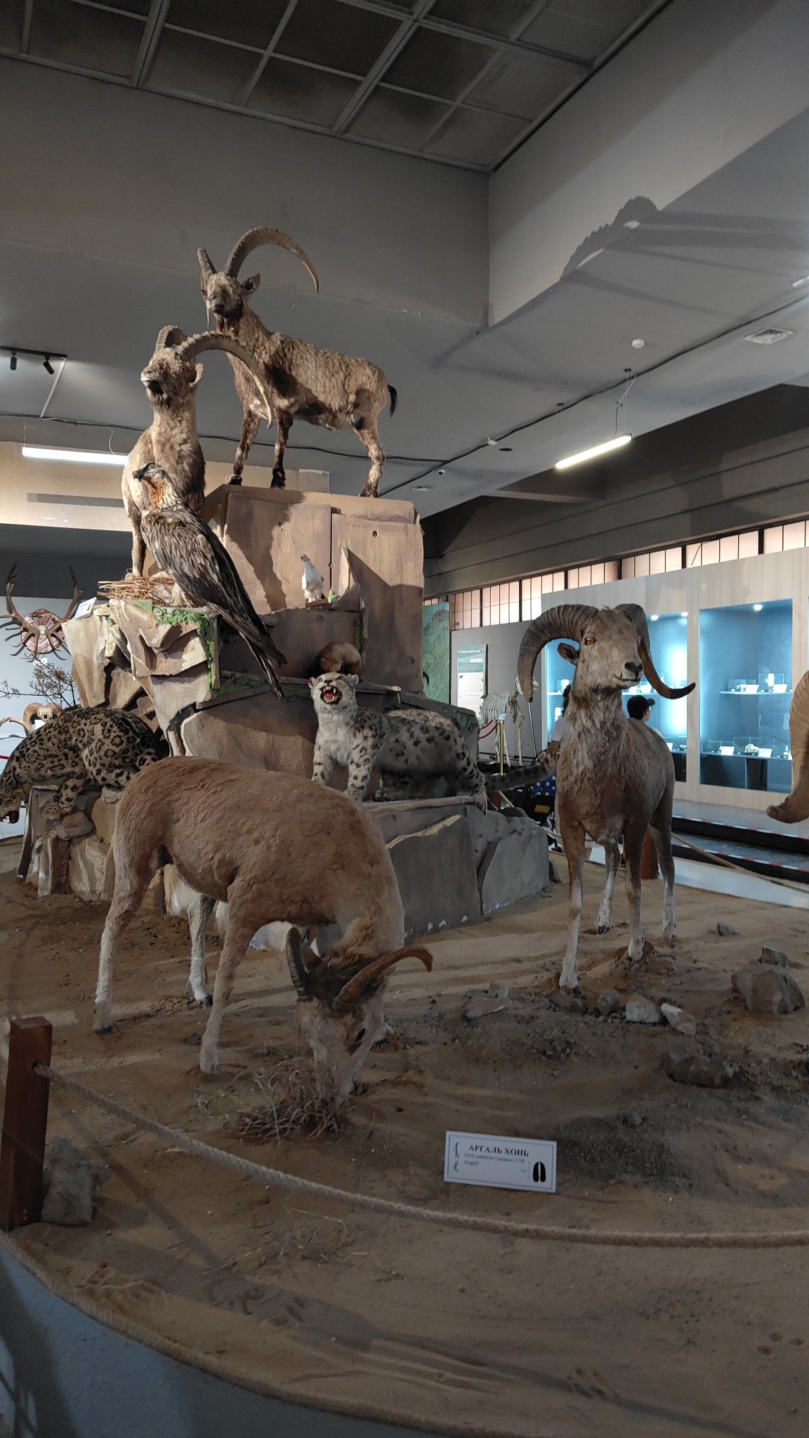 Oulan-Bator - Muséum d'histoire naturelle
