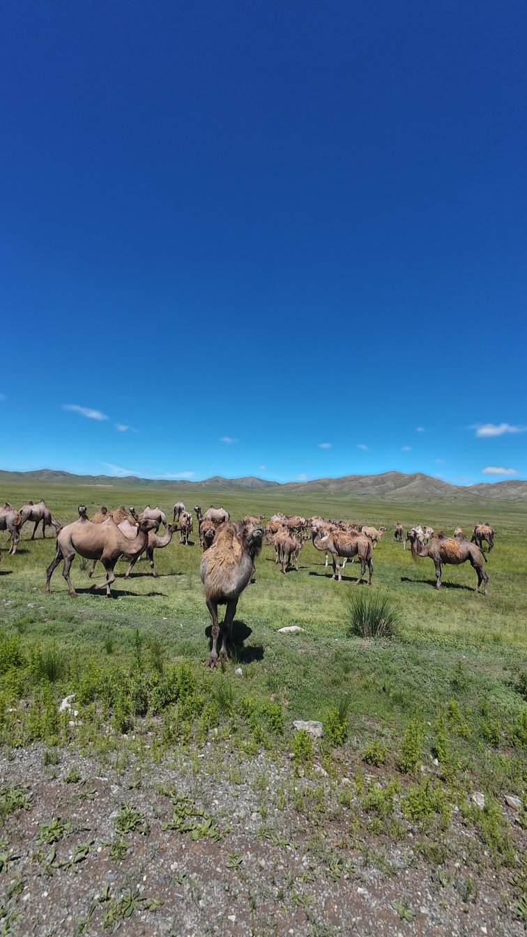 spot steppes