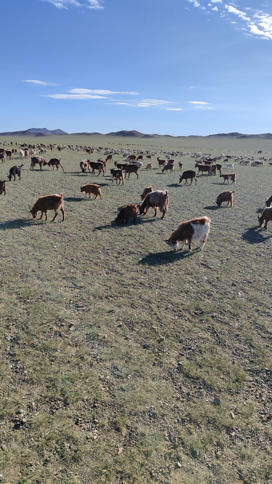 Steppes mongolie