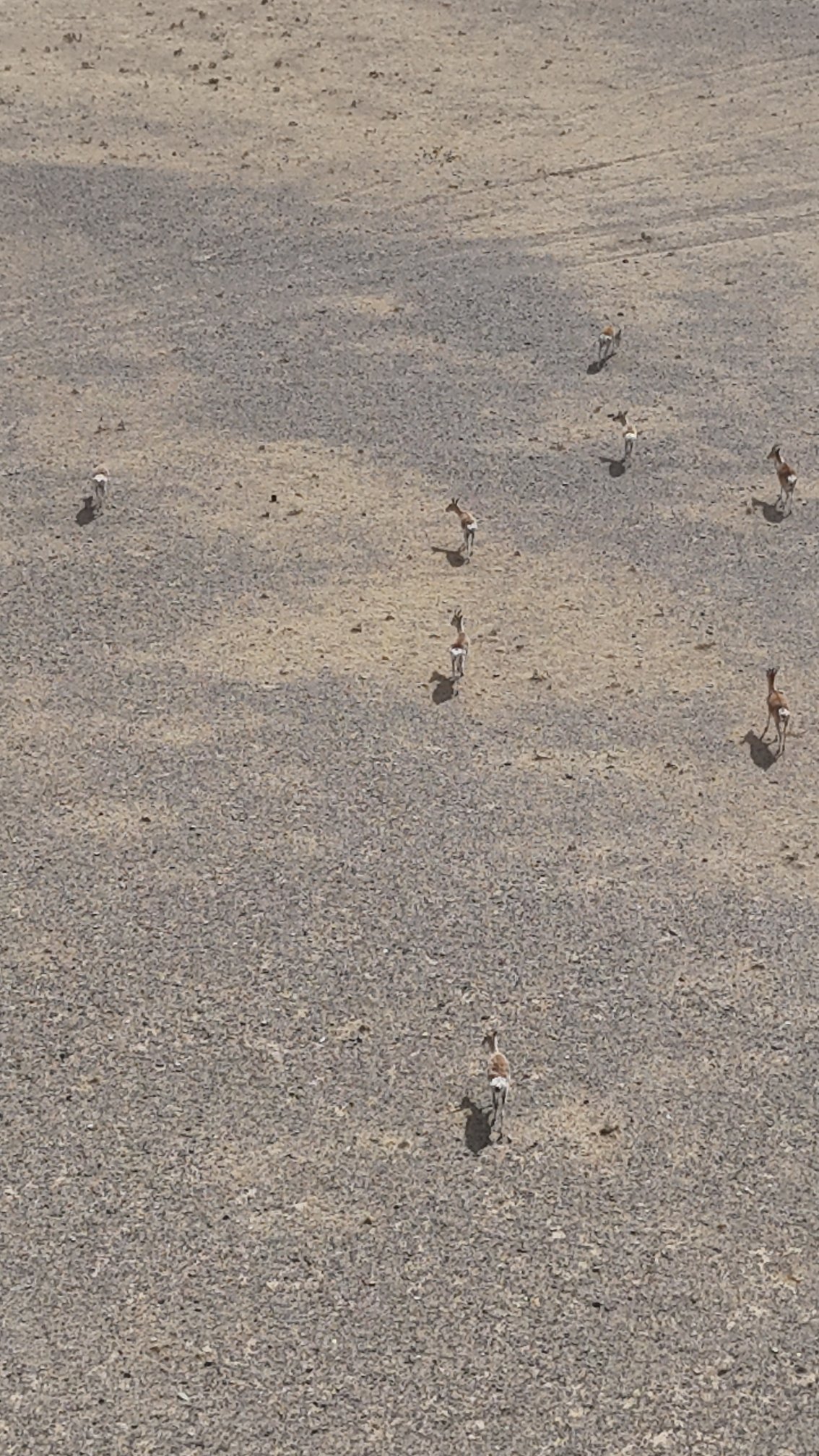 gazelles mongoles