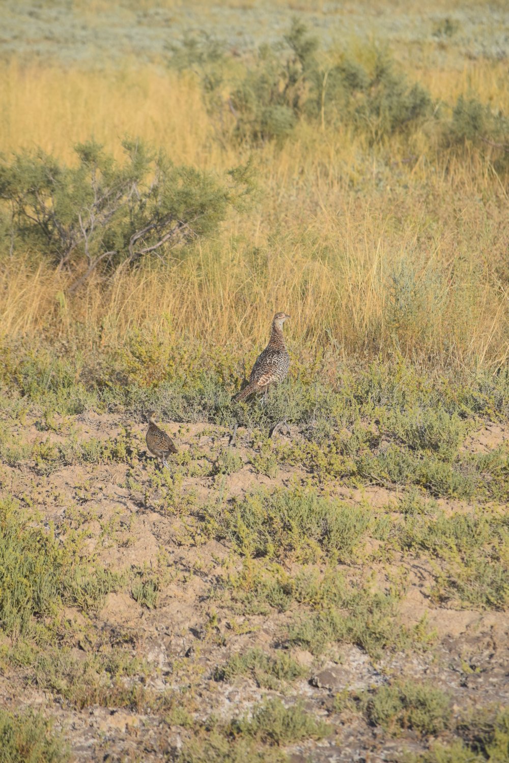 oiseau