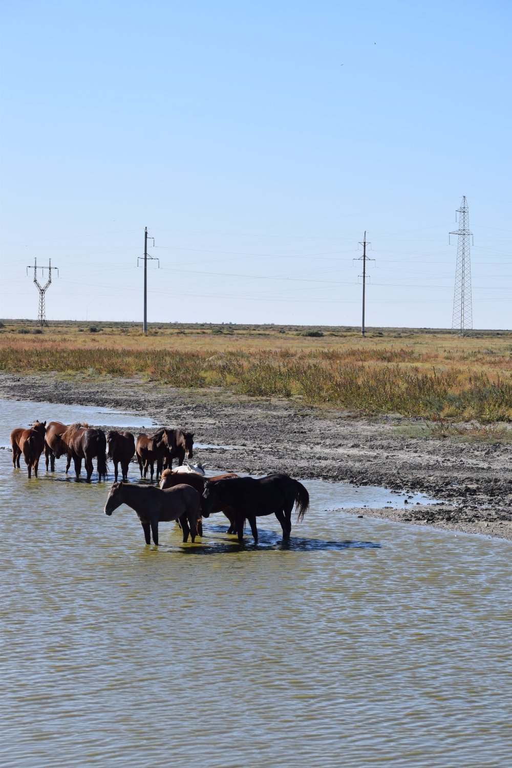 chevaux