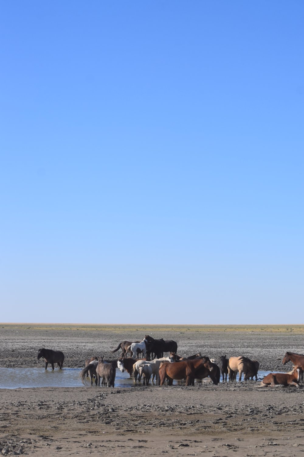 chevaux