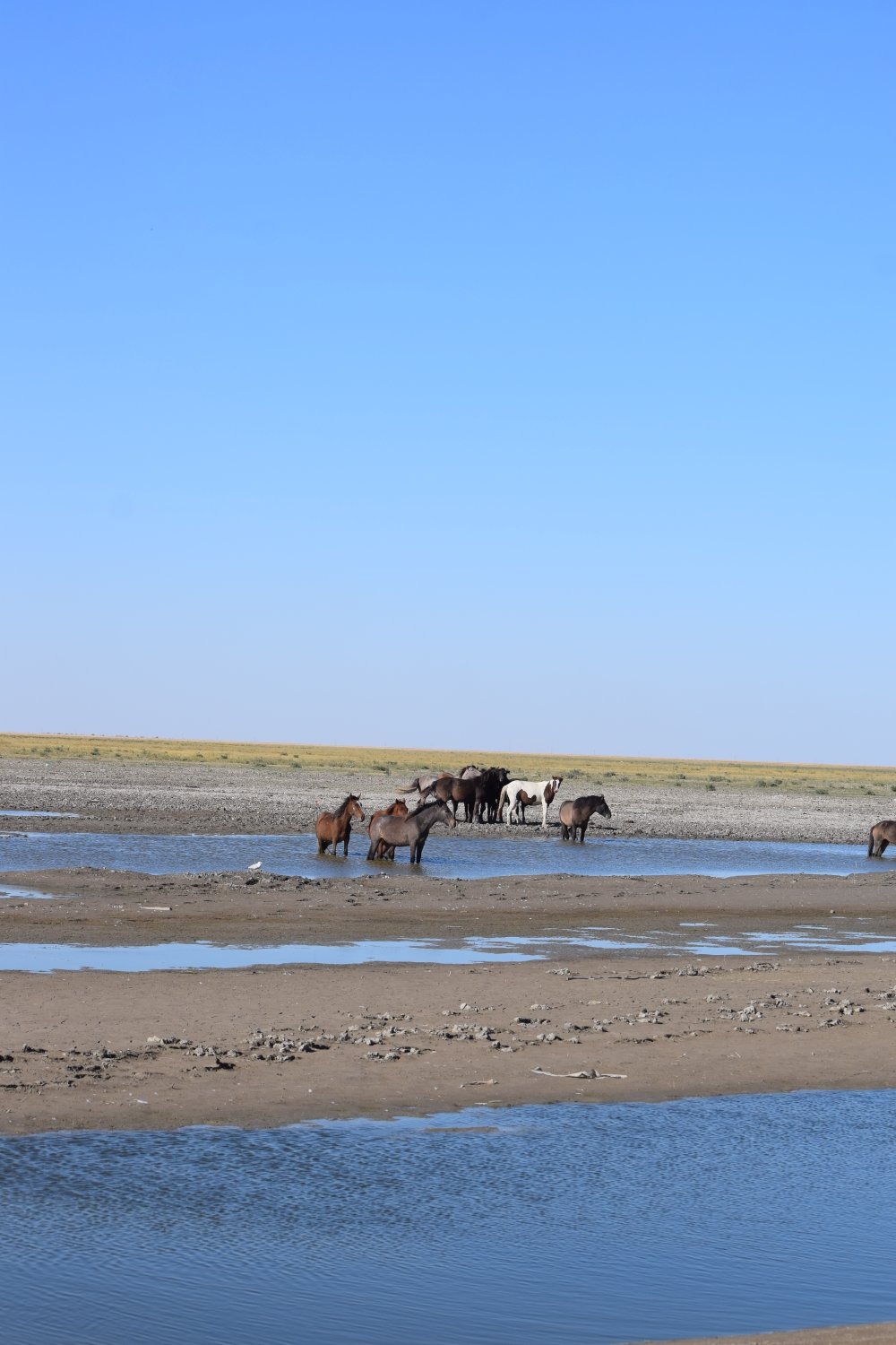chevaux