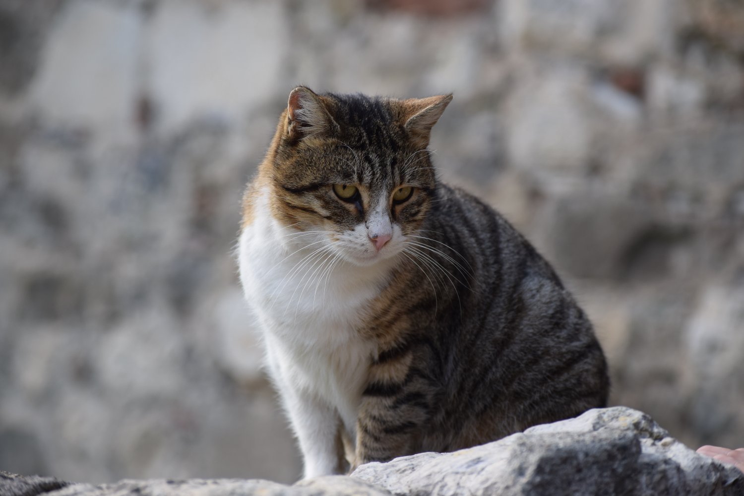 Amasra