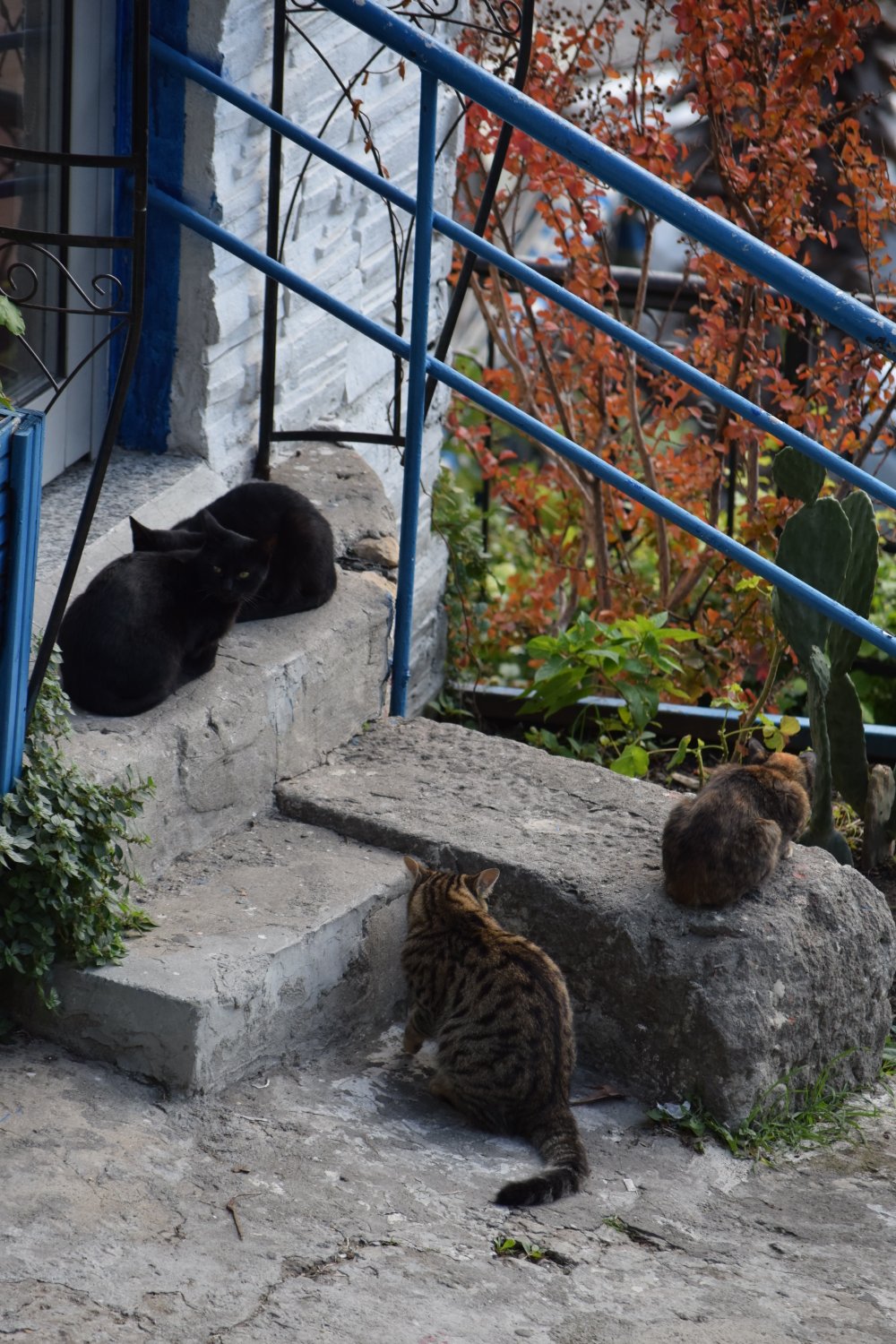 Amasra