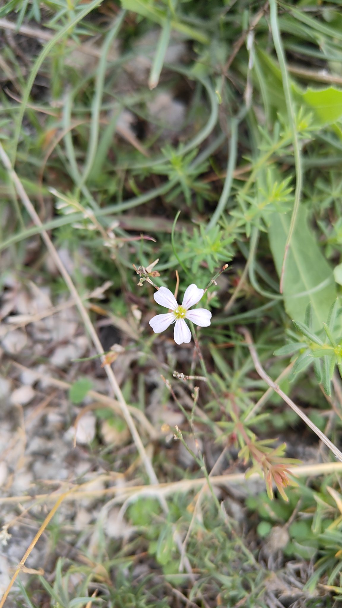 fleur