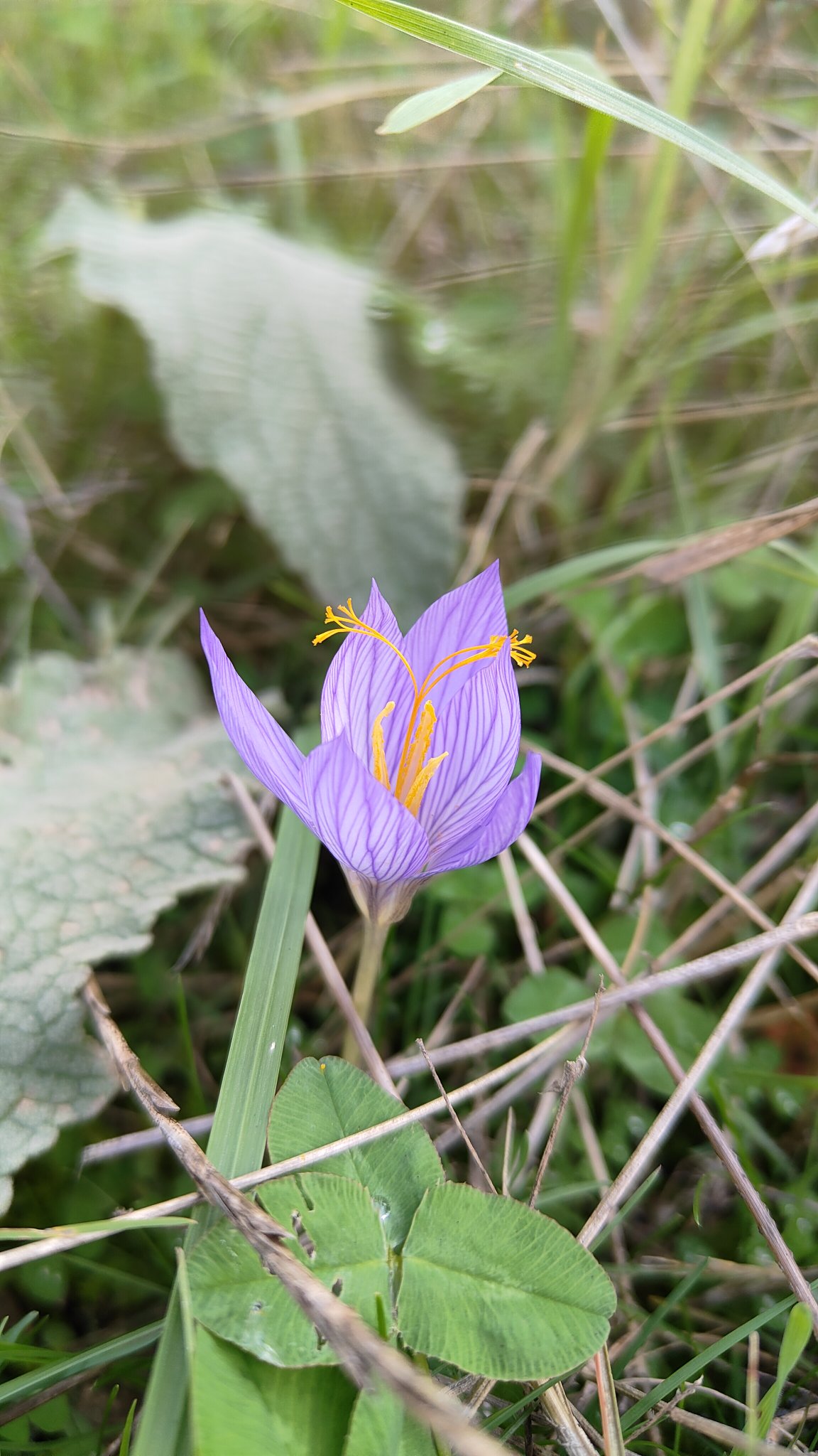 fleur