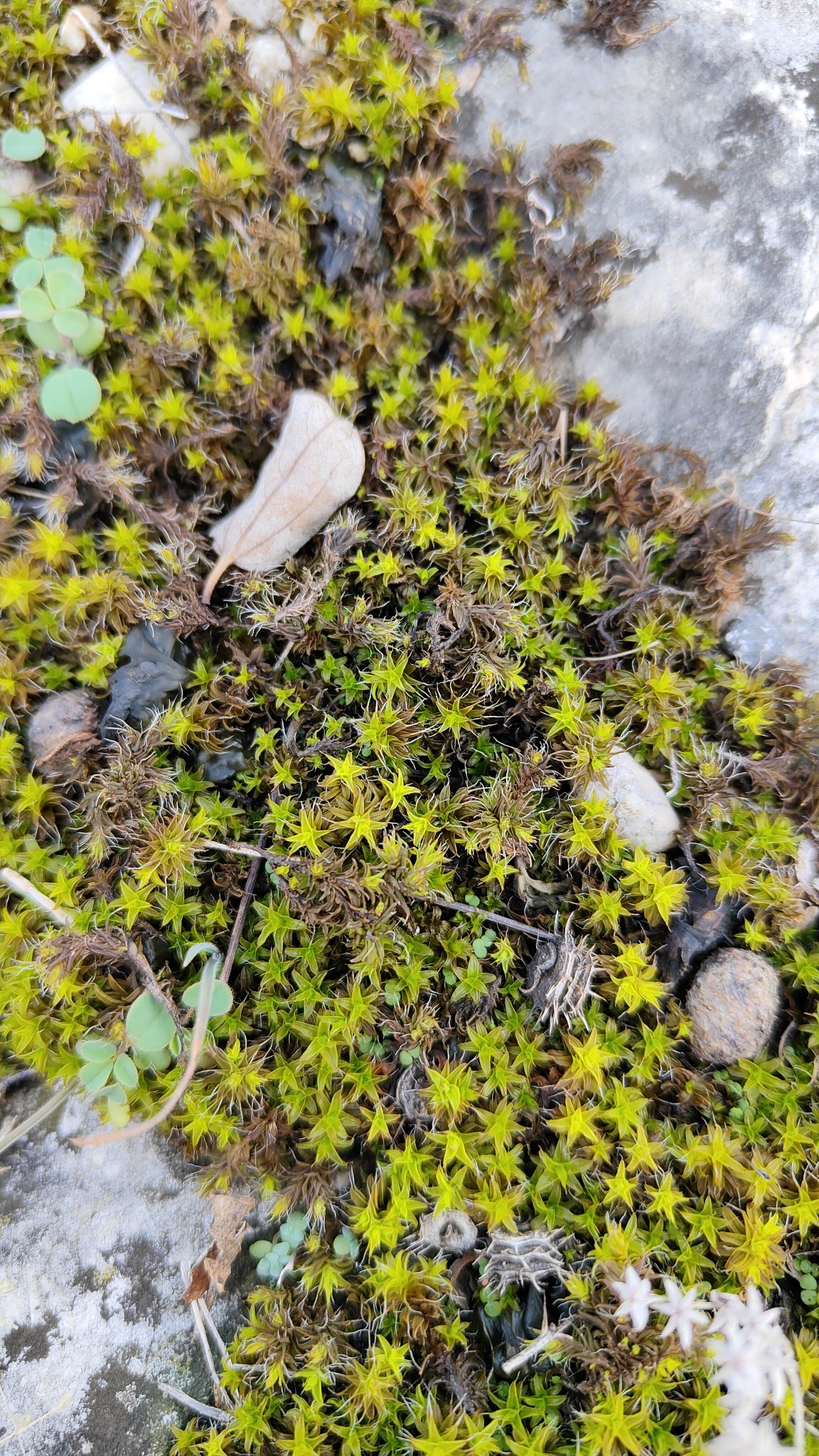 plantes