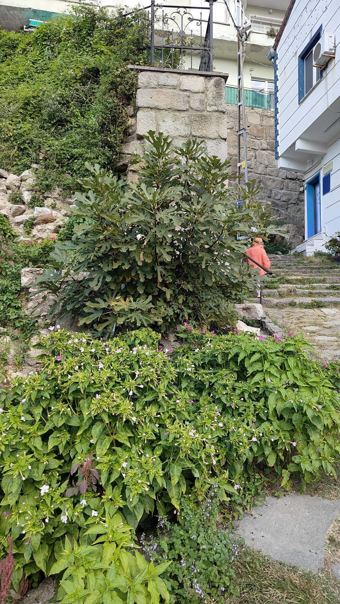 Amasra