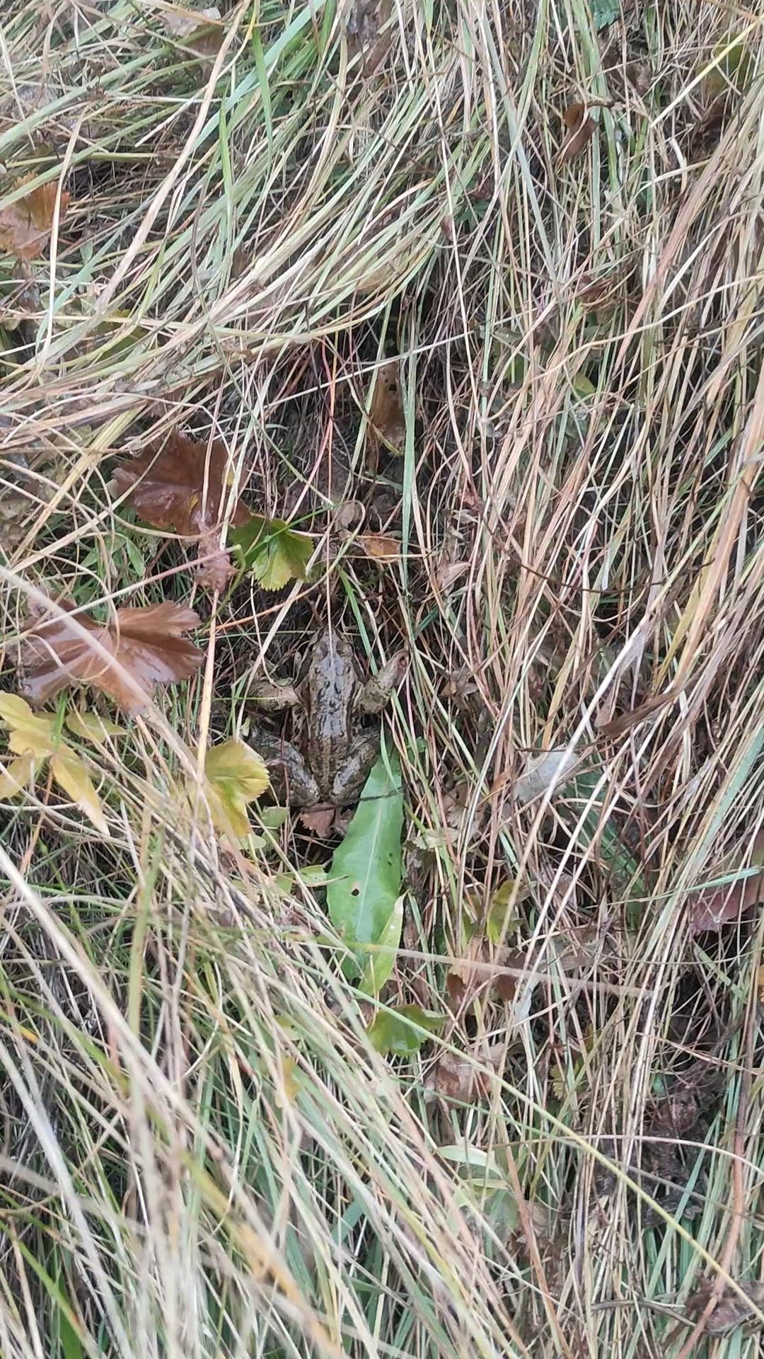 grenouille