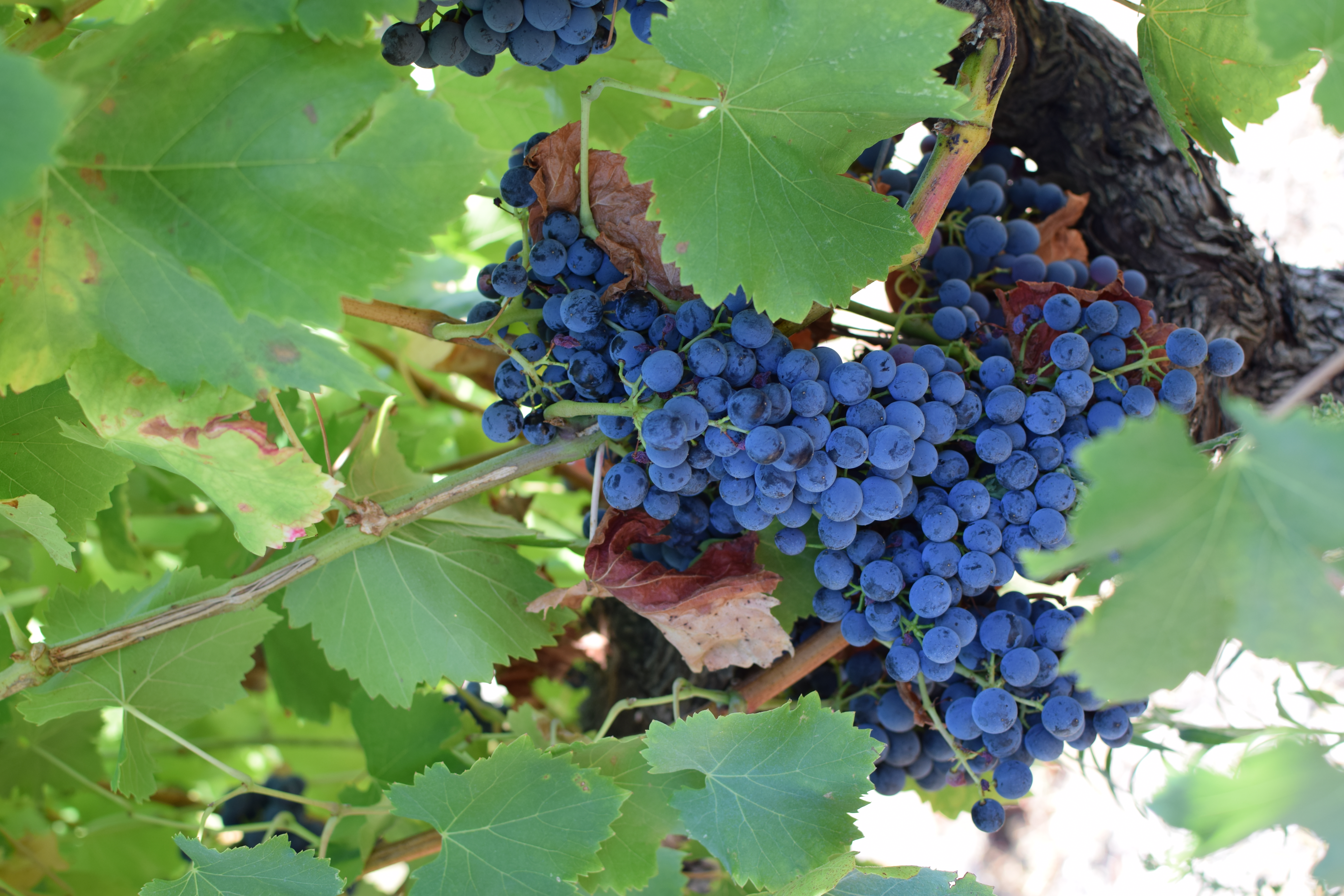 halte au milieu des vignes à Castries