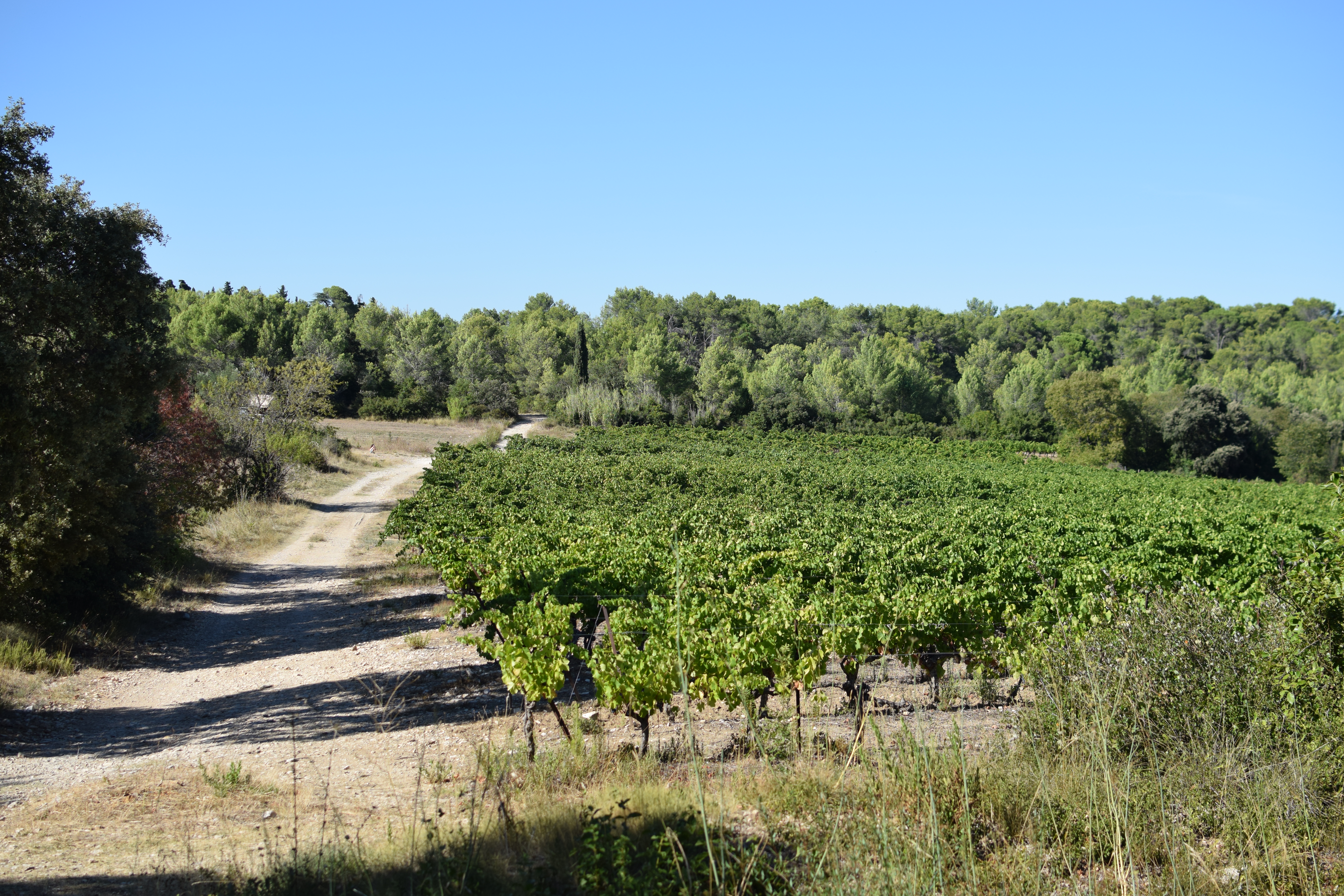halte au milieu des vignes à Castries