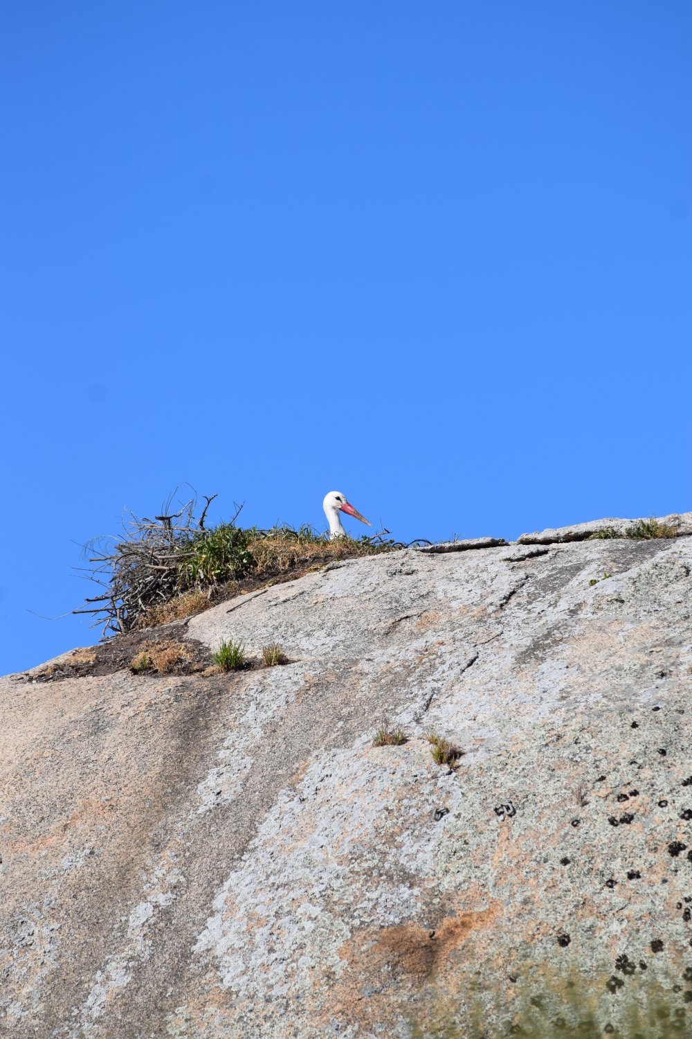 Cigogne