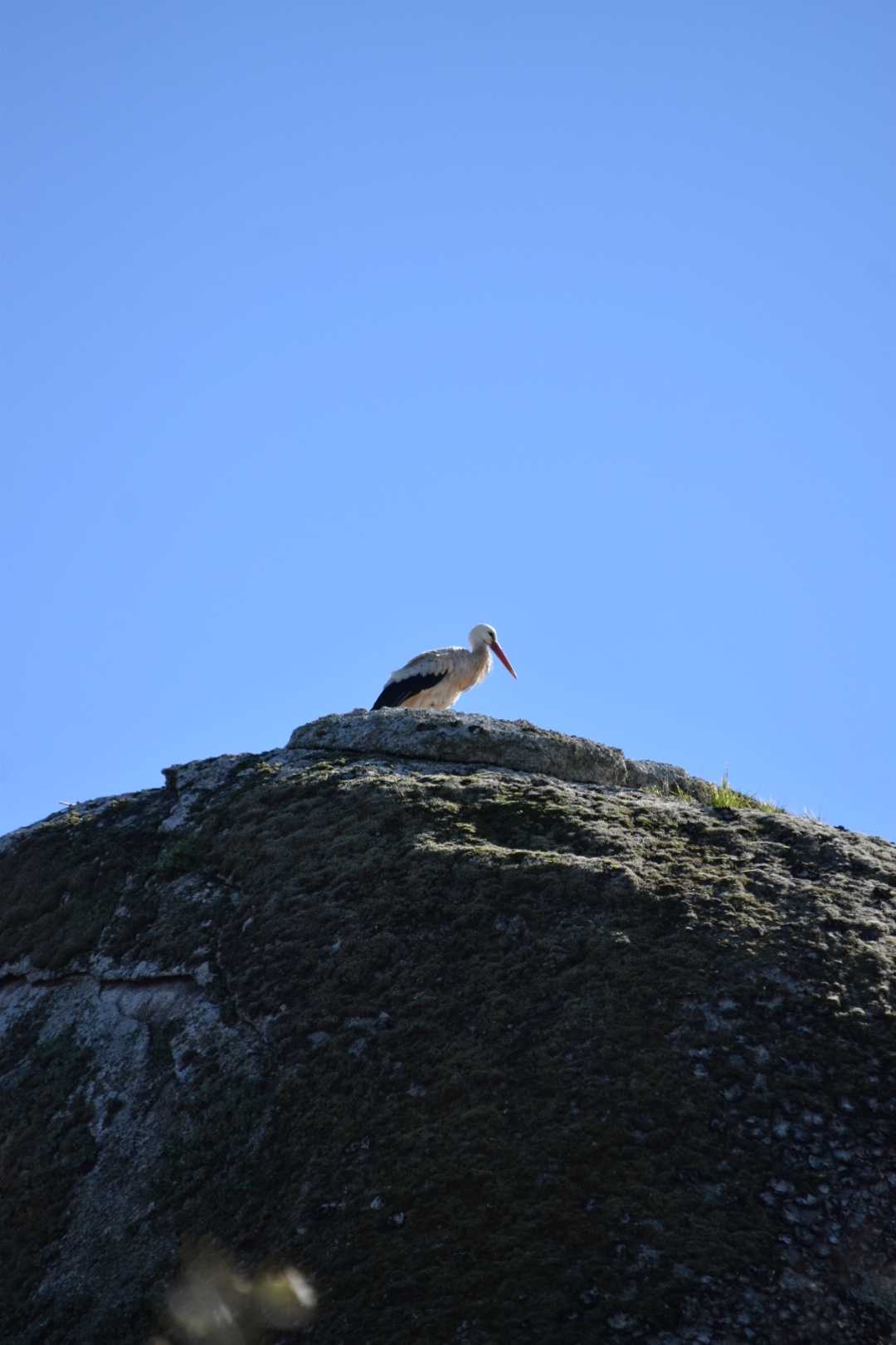 Cigogne