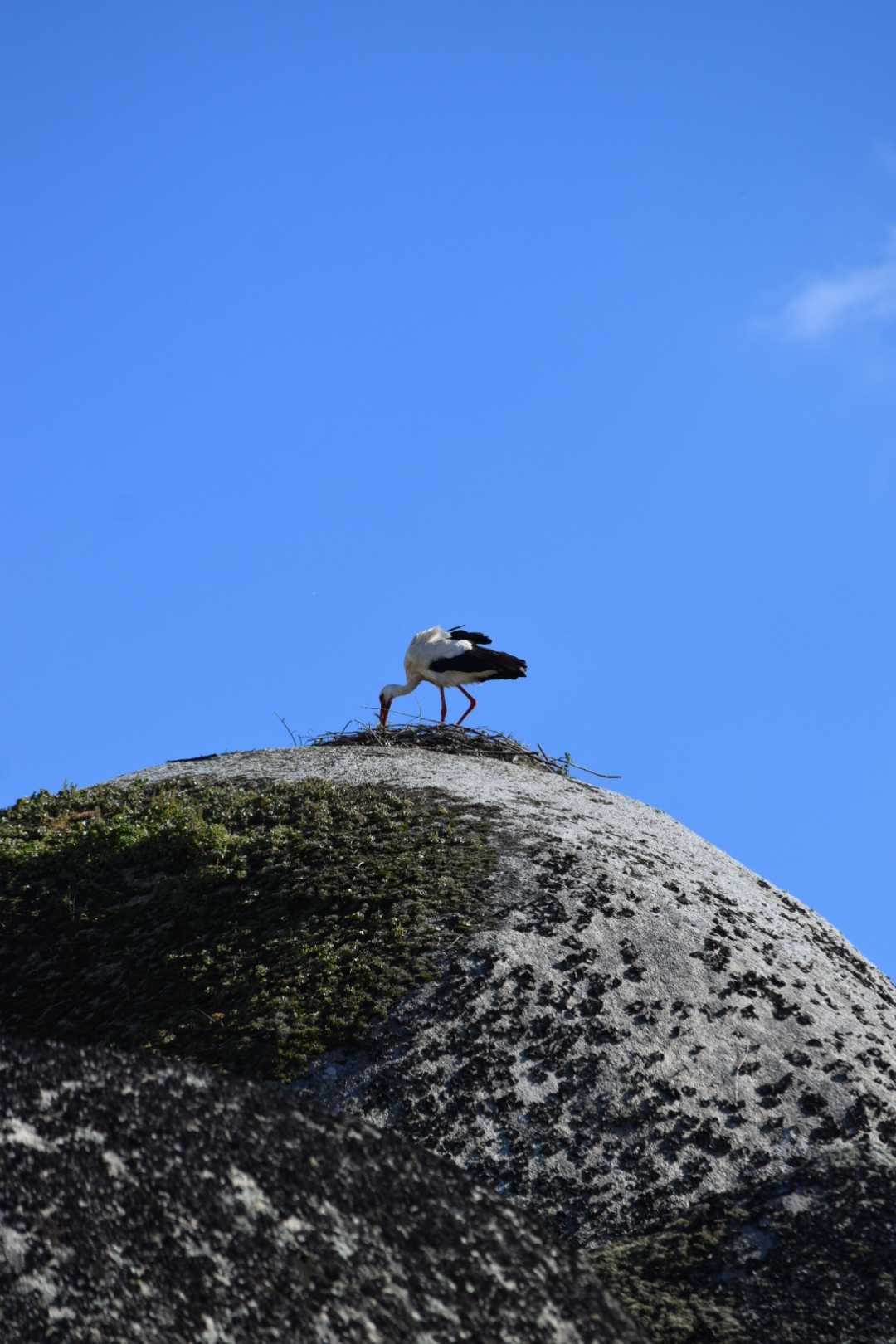 Cigogne