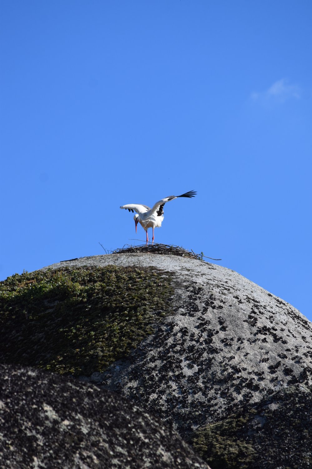 Cigogne