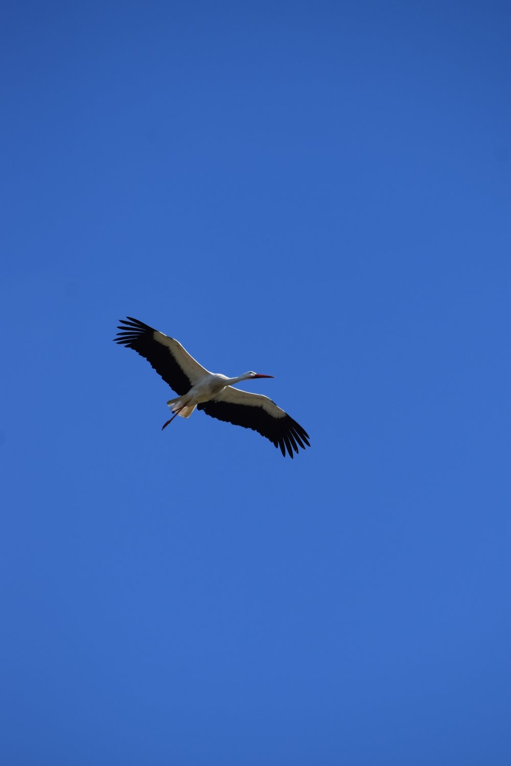 Cigogne