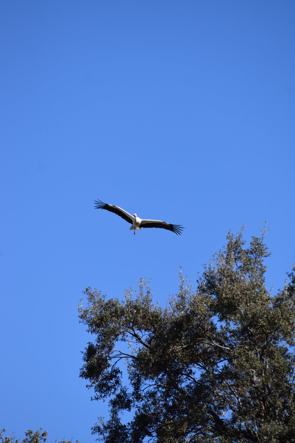 Cigogne