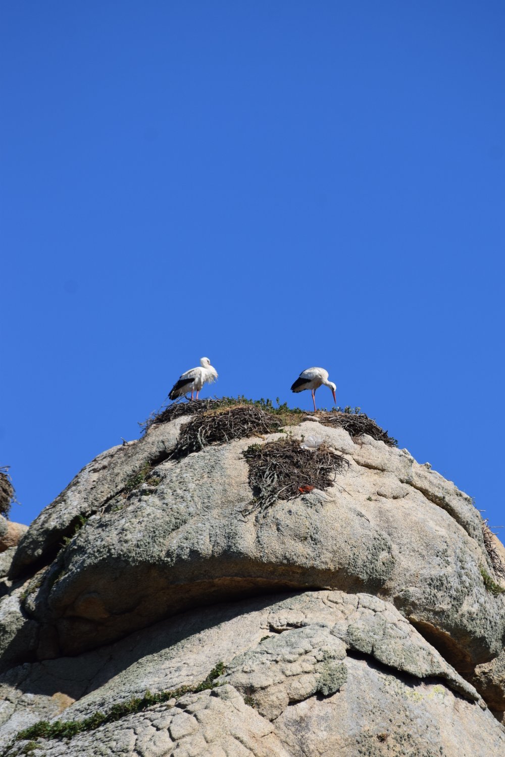 Cigogne