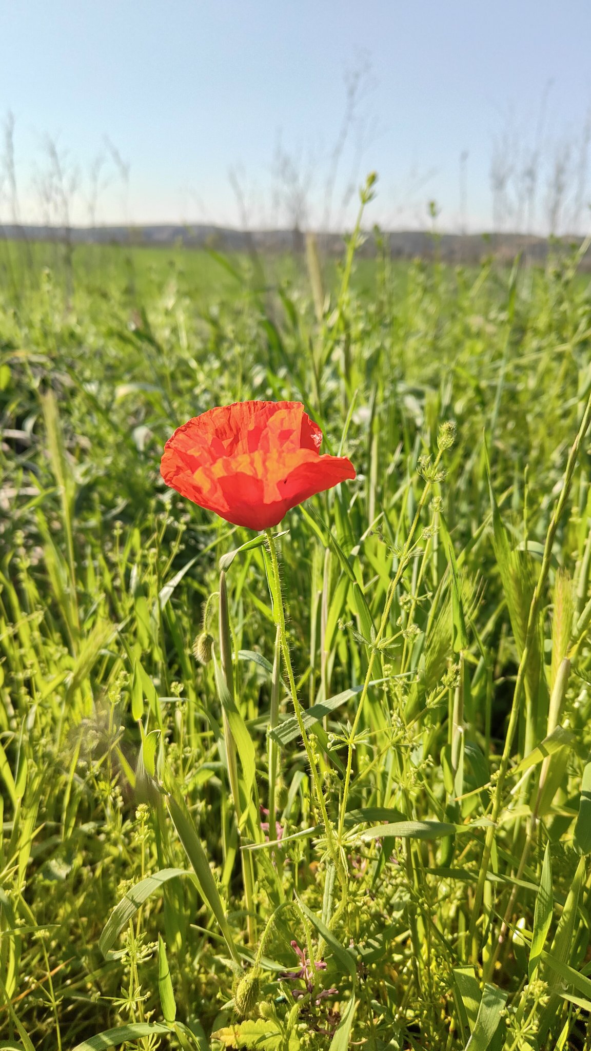 coquelicot